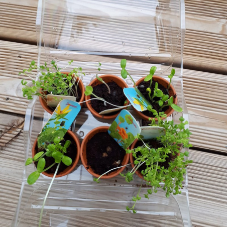 Mini Serre de jardinage enfant: mon premier jardin à semer