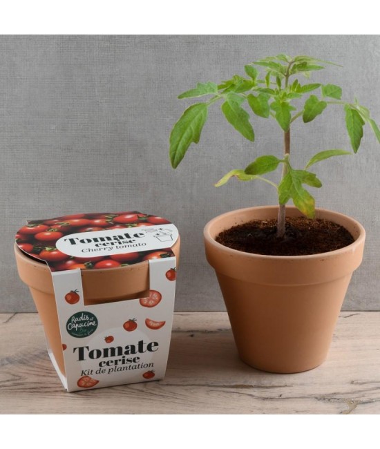 Pot Terre cuite Antique - Tomate cerise - Bio