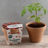 Pot Terre cuite Antique - Tomate cerise - Bio