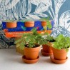 Trio 3 pots plantes magiques