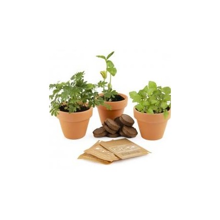 Trio 3 pots plantes magiques