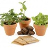 Trio 3 pots plantes magiques