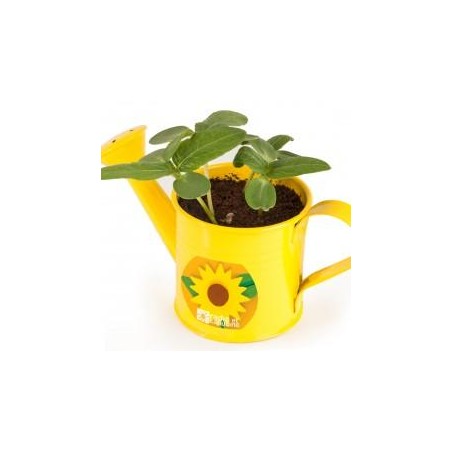 Arrosoir vert 9cm - Tournesol jaune - Bio