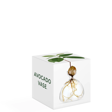 Avocado Vase - Clear - transparent