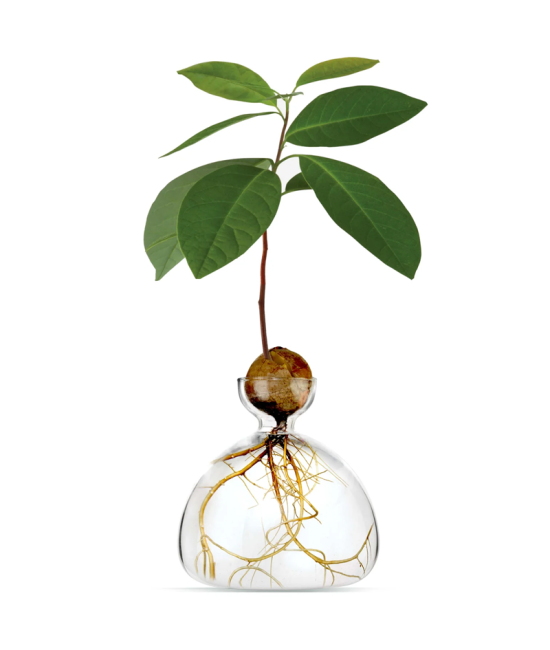 Avocado Vase - Clear - transparent