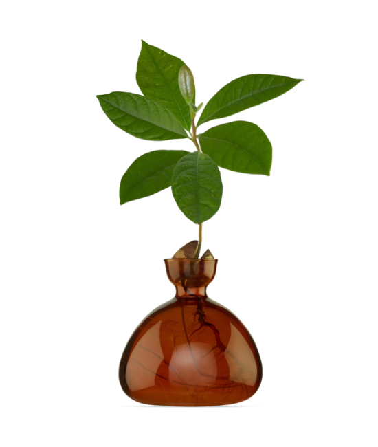 Avocado Vase - Russet Brown - Marron