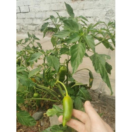 Sauce Green Bastard
