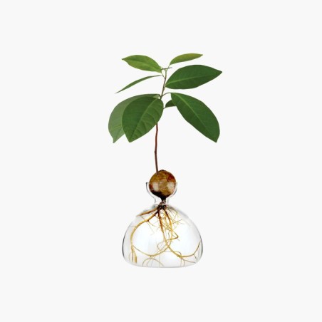 Avocado Vase - transparent