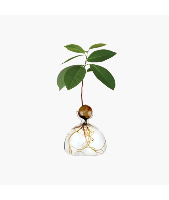 Avocado Vase - transparent