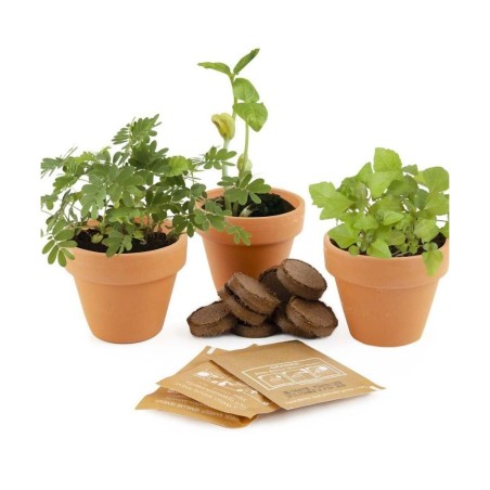 Trio 3 pots plantes magiques