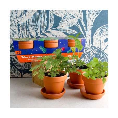 Trio 3 pots plantes magiques