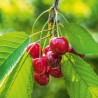Bouillotte de cerises Classique Bouillotte de cerises Classique