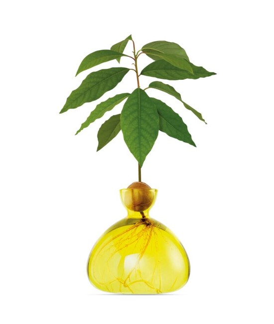 Avocado Vase - Jaune
