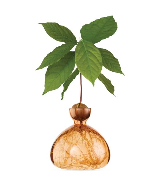 Avocado Vase - Orange clair