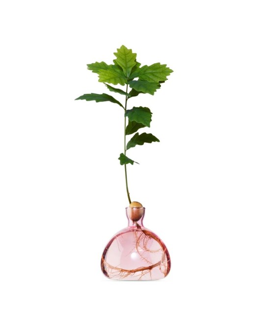 Avocado Vase - Rose clair