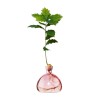 Avocado Vase - Rose clair Avocado Vase - Rose clair