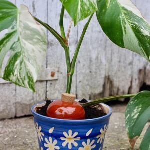 Ollas Lutton - Poterie d’irrigation en terre cuite